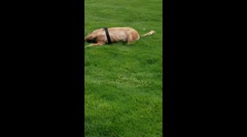 Service dog rolling around on grass enjoying life
