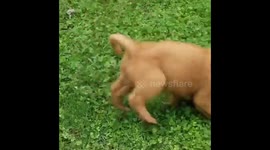 7 week old Puppy tug of war
