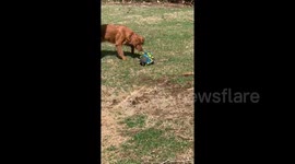 Puppy afraid of a ball