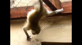 Rescued baby monkey likes to hang upside down