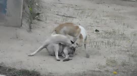 Two dog enjoy personal friendship time
