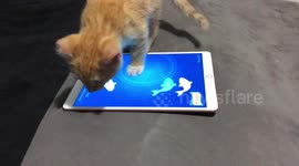 Funny kitten enjoys playing with fish game in iPad
