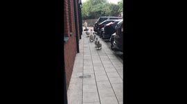 Family of swans on their way to book into the hotel