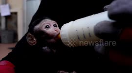 Orphaned baby monkey finds refuge at Indonesian wildlife center