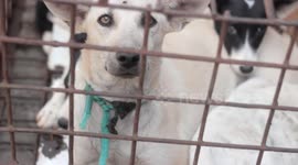 Shocking footage captures dogs, cats and other animals butchered at Indonesian meat market