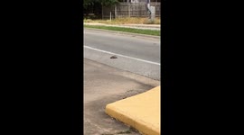 Snake stuck in traffic 2