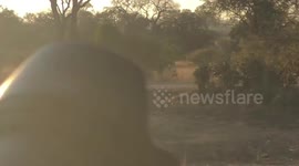 Young male lion walks right in front of UK tourists car in Kruger National Park