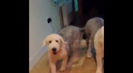 Silly Old English Sheepdogs