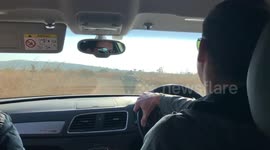 British tourists in South Africa forced to reverse away from 'angry buffalo'