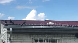 Unlucky cat doesn't quite get to catch pigeons