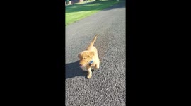 Golden retriever puppy learns his name