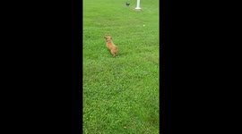 8 week old golden retriever puppy playing fetch with a ball