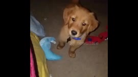 Puppy launches play attack