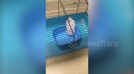 UK garbage man dubbed 'a hero' after saving hamster tossed in public bin and left to die