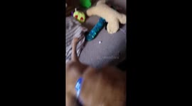 Puppy decides it is more fun to play inside of his toy basket than pulling out one toy at a time