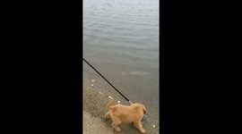 Golden retriever puppy touches water for the very first timeGolden retriever puppy touches water for the very first time