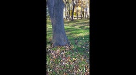 Golden retriever puppy has fun running through the woods for the first time