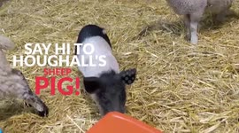 Meet the real life Babe the pig - an orphaned piglet who thinks she's a sheep