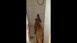 5 month old puppy trying to bite the water dripping on his head