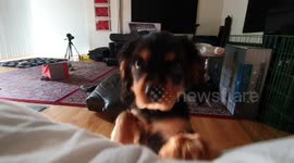 How my smol pupper wakes me up every morning