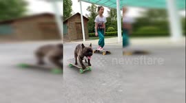 This French bulldog can skateboard better than most people