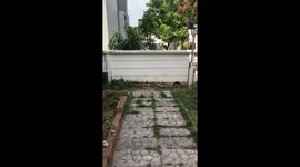 Excited husky welcomes home neighbor