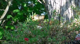 Squirrel stealing plant flowers