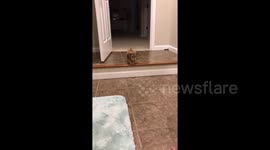 Little puppy tackles a little step