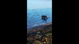 Puppy gets stick in the lake then runs off with his prize stick