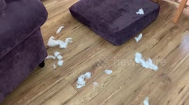 Puppy Destruction Apology