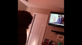 Golden retriever loves watching tv. Too Cute