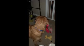 Puppy sees himself in the mirror