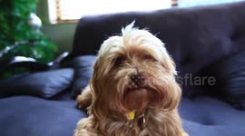 Puppy Dog Visits Grandma