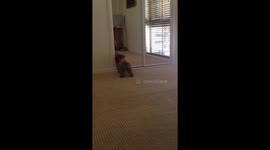 Cute Puppy Playing With Mirror Reflection
