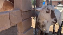 Goat Dodges Unannounced Visitor