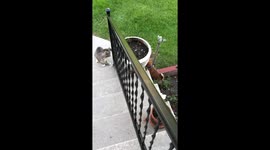 Cute Puppy hits his head on guard rail