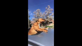 Doggo Enjoying The Sun Roof
