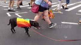 Dog wearing rainbow flag walks on street in NYC