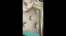 Pug Fails