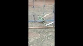 Schoolboys Catch Snake On Climbing Frame