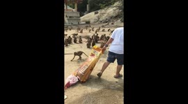 Woman feeds hundreds of wild monkeys in Thailand