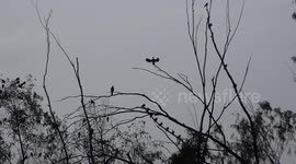 A cormorant bird tries to dry his wings by spreading them out while resting on a tree, during stormy weather.