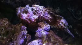 Stone fish