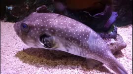 Dogface Puffer