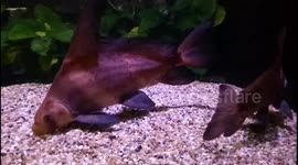 Chinese High Fin Loach
