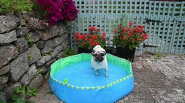 Pug keeps cool in the UK in paddling pool