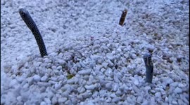 Spotted Garden Eel