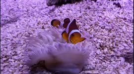 This Nemo fish knows to pamper itself