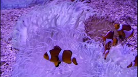 These Nemo Fishes Finally found their comfort Zone