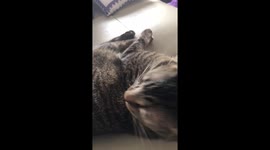 Cat Cleans Himself